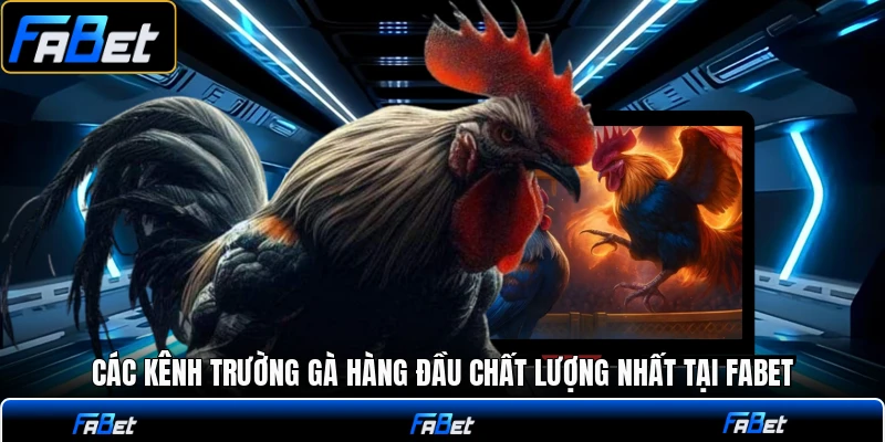 Các kênh trường gà hàng đầu chất lượng nhất tại FABET